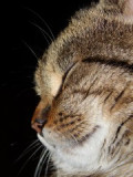 nikon-013-oo.jpg