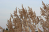 img_1487.jpg