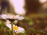 dscn2590.jpg