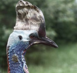 soutezni-ptak.jpg
