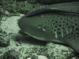 2-leopard-shark.jpg