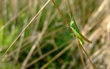 dscf1505.jpg