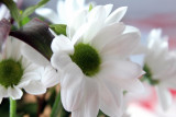 flickr-(177).jpg