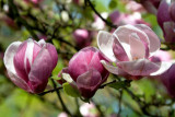 dol_0342-z.jpg