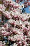 dol_0353-z.jpg
