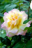 dol_0517-z.jpg