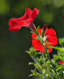 p5164653-.jpg