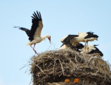 dsc_0147.jpg