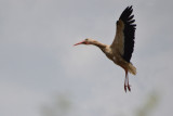dsc_0769.jpg
