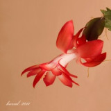 kak.231-11-p.jpg