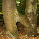 kd.199-n-p.jpg