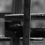 kan.262-g-dur-p.jpg
