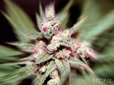 tibeth-s-canna-art20170705_000507.png