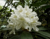 dscn1107.jpg