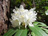 dscn1133.jpg