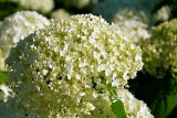 dol_3163-z.jpg