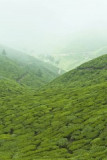 vit_6880.jpg