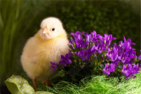 img_2702-edit-edit.jpg