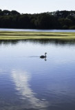 bartosovice012-labuti-romance.jpg