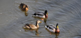 dsc_6973-vyrez.jpg