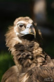 zoo-praha-1-250.jpg