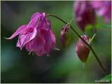 dsc_1703.jpg