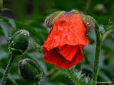 dsc_0004.jpg