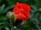 dsc_2038.jpg