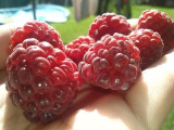 maliny
