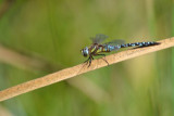 dsc_0039.jpg