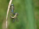 dsc_0213.jpg
