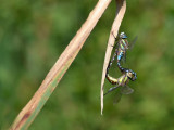 dsc_0226.jpg