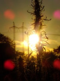 konopí seté jako energetická rostlina