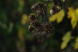 dsc_2619.jpg