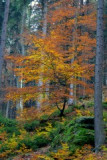 dsc_8710-001.jpg