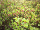 100_3311.jpg