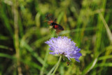 dsc_0728.jpg