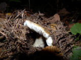 pa270973.jpg