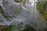 dsc_1110.jpg