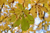 dsc_0122a.jpg
