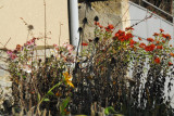 dsc_9217.jpg