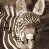 pf-zebra.jpg