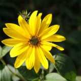 kvetina-zluta-1.jpg