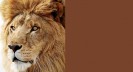 lion-nahled1.jpg