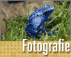 Animal zvířata fotografie