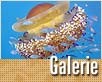 galerie