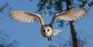 barn-owl-1107397_1920-nahled1.jpg