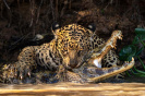 Příroda krásná i vražedná: Vítězné snímky soutěže Sony World Photography Awards 2024